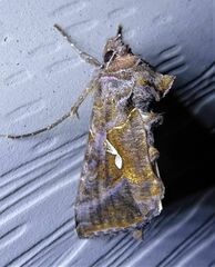 Autographa precationis