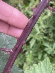 Rubus armeniacus