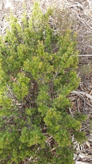 Brachyloma ericoides