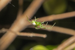 Bijoaraneus praesignis
