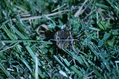 Junonia grisea