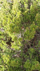 Brachyloma ericoides