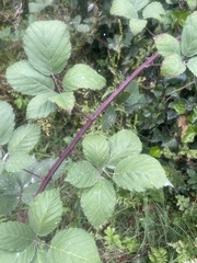 Rubus armeniacus