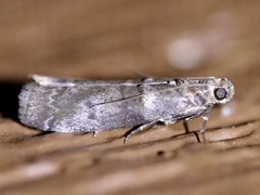 Ortholepis pasadamia