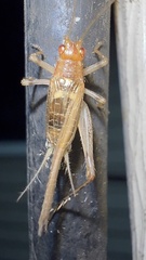Anaxipha exigua