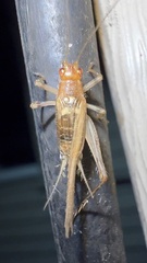 Anaxipha exigua