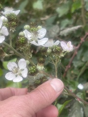 Rubus armeniacus