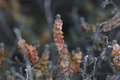 Maireana trichoptera