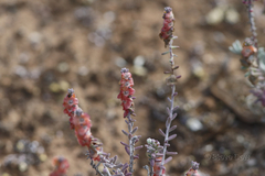 Maireana trichoptera