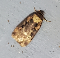 Pseudohermonassa bicarnea