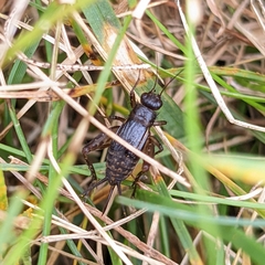 Allonemobius fasciatus