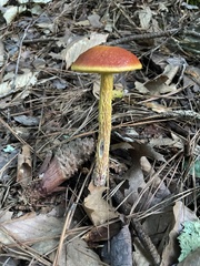 Aureoboletus betula