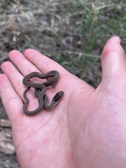 Thamnophis elegans vagrans
