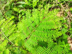 Albizia kalkora