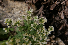 Draba sharsmithii