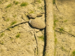 Unionidae