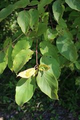 Cornus amomum