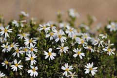 Olearia muelleri