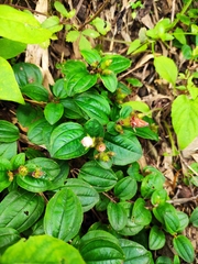 Melastoma dodecandrum