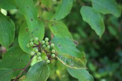 Cornus amomum