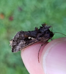 Autographa precationis