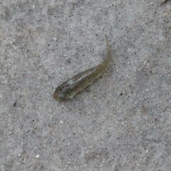 Fundulus heteroclitus