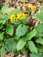 Sinosenecio oldhamianus