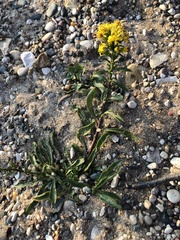 Solidago simplex