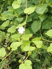 Passiflora foetida