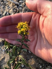 Solidago simplex