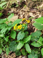 Sinosenecio oldhamianus