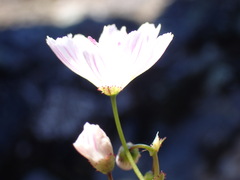 Lewisia columbiana
