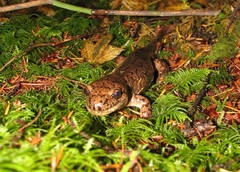 Dicamptodon tenebrosus