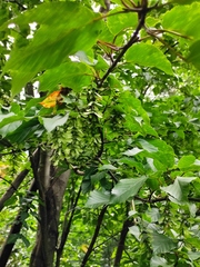 Acer davidii