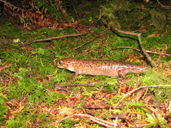 Dicamptodon tenebrosus