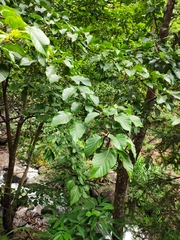 Acer davidii