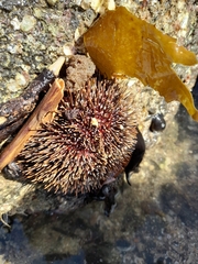 Evechinus chloroticus