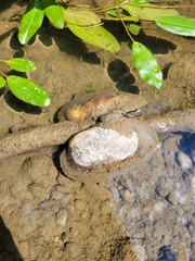 Ortmanniana ligamentina