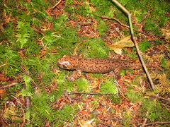 Dicamptodon tenebrosus