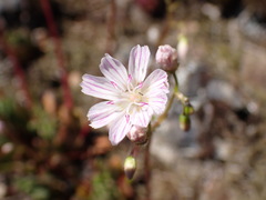 Lewisia columbiana