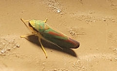Graphocephala fennahi
