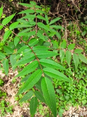 Zanthoxylum ailanthoides