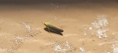 Graphocephala fennahi