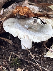 Russula amoenolens