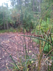 Schoenoplectus acutus