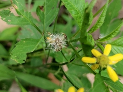 Sinosenecio oldhamianus
