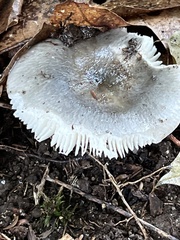 Russula amoenolens