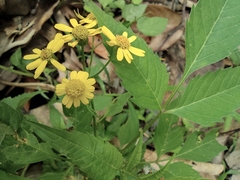 Sinosenecio oldhamianus