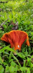 Hypomyces lactifluorum