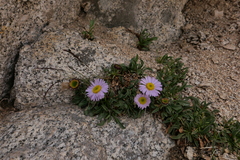 Erigeron algidus
